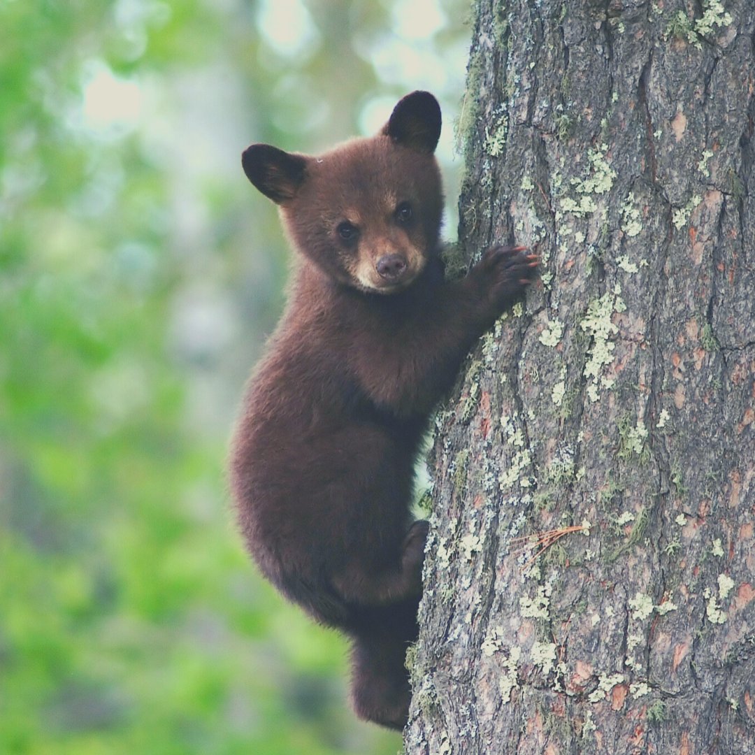 BellevueU's tweet photo. One claw in front of the other, and repeat. You've got this, Bruins!
#BruinPride #BruinFamily #BellevueUniversity #JustKeepClimbing https://t.co/WVjYTJF2eJ