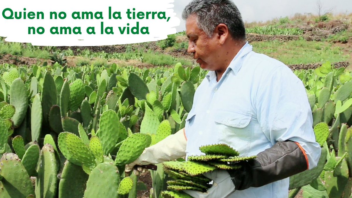 SHIEG_AC's tweet photo. Por medio de YouTube México, enaltecemos principalmente la labor del campesino en nuestro país. Aquí encontramos sus experiencias en los diversos cultivos que nos enorgullecen. Compartimos uno de los videos con mas vistas, desde los campos de Milpa Alta. 

https://t.co/fircmSVNik https://t.co/BRMtlyorRG