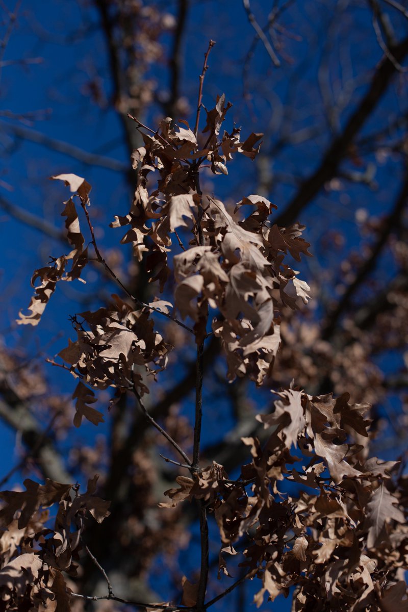 sheldonjkrause's tweet photo. Taking close-up shots of MSU's beautiful nature was one of my favorite pastimes in the fall, and I can't wait for the return of the beautiful flowers in the spring. #jrn203detail https://t.co/SV1Prl4BDt