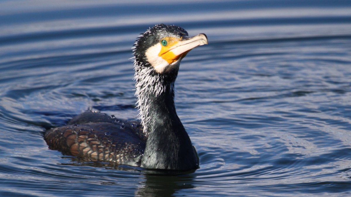 EmGodden's tweet photo. The eyes😍#Cormorant #TwitterNatureCommunity #Birdphotography #Birdwatching #NaturePhotography https://t.co/xAglUK7Vqk
