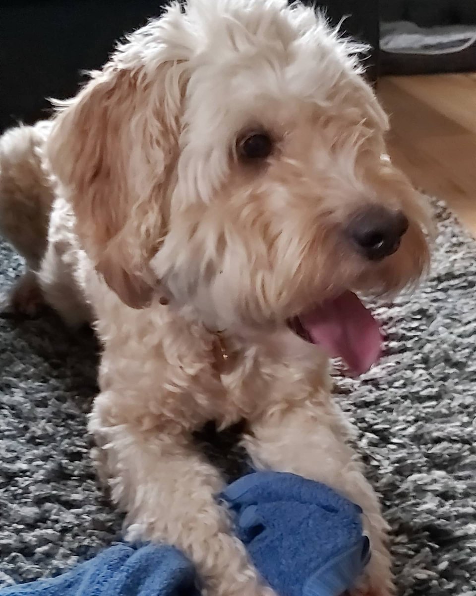 AybBell's tweet photo. When this one recognises the alarm beep on your phone, comes running, &amp; won't settle till hes had his tablet 😂 #barney #brightasabutton ❤ https://t.co/GCx9KodJox