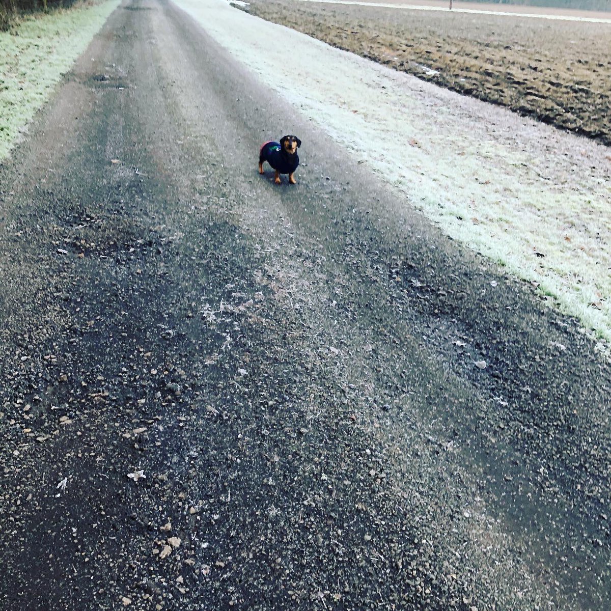 We had a few socially distanced visitors on our walk today - the very best kind I think 🌈 #lockdown2021 #LowerDerwentValley #BarnOwl #Deer #AndOneSuperTiredDaschund