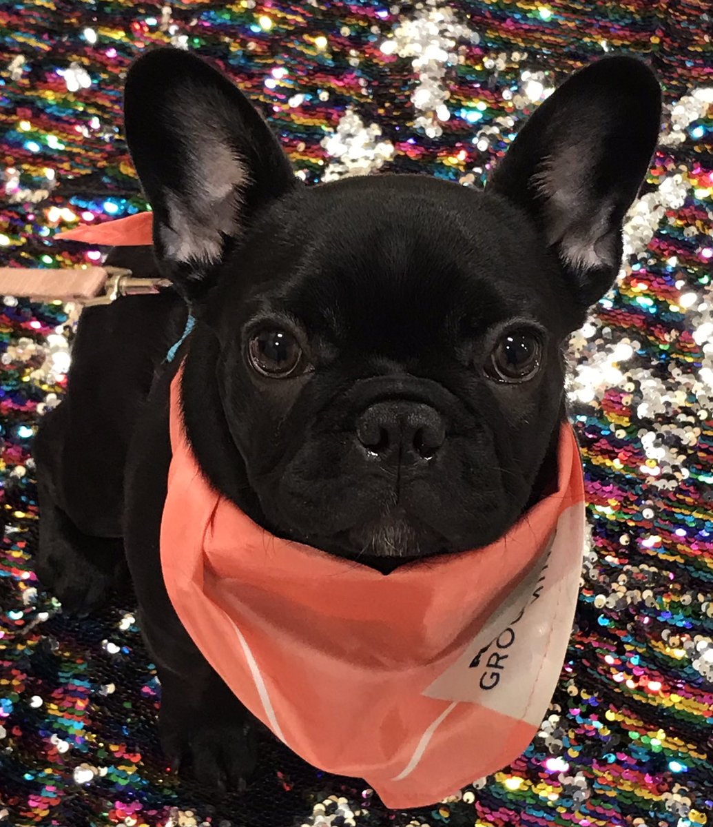 Petsmarttrainer's tweet photo. @PetSmart @LifeatPetSmart @Aliharris2013 @JoeCahue
I had to share this graduation picture from Zoey the French Bulldog πΎπΎ
Store 1299
#petsmarttraining https://t.co/7w2YSz4GpR