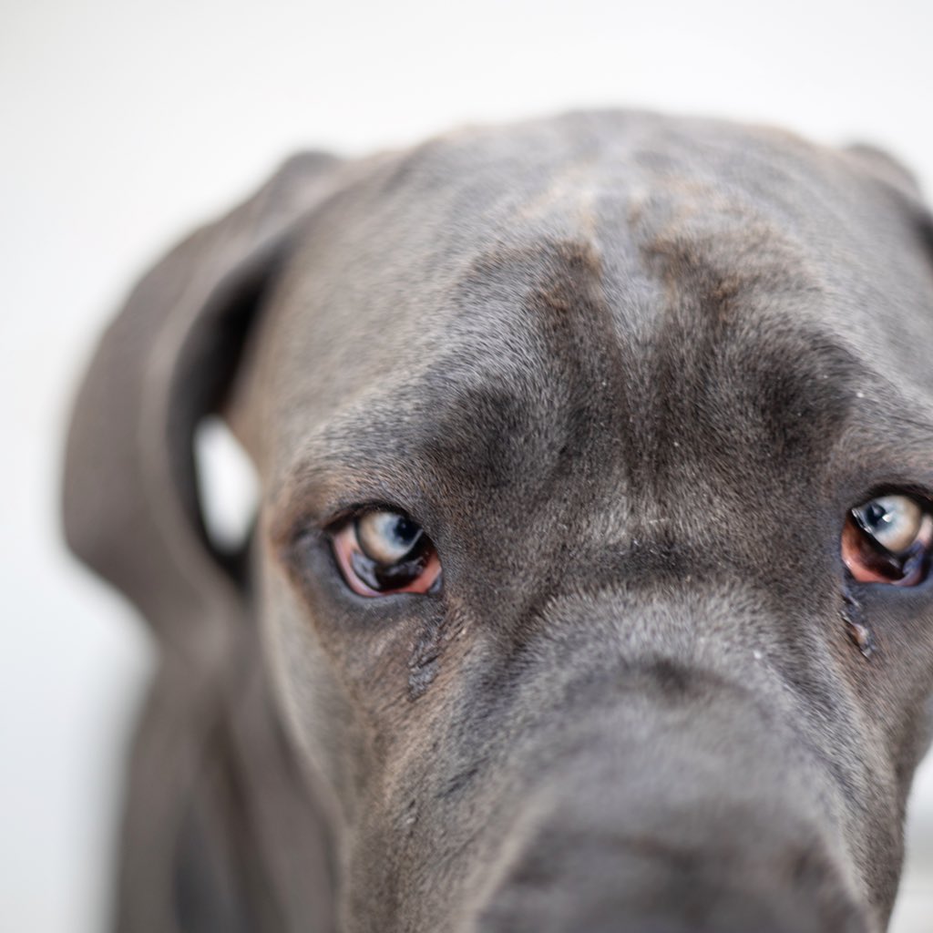 MorganMastiff's tweet photo. It’s me Mila 😬 #crosseyed #greatdane #bluedane https://t.co/Wh3WEzdOb9