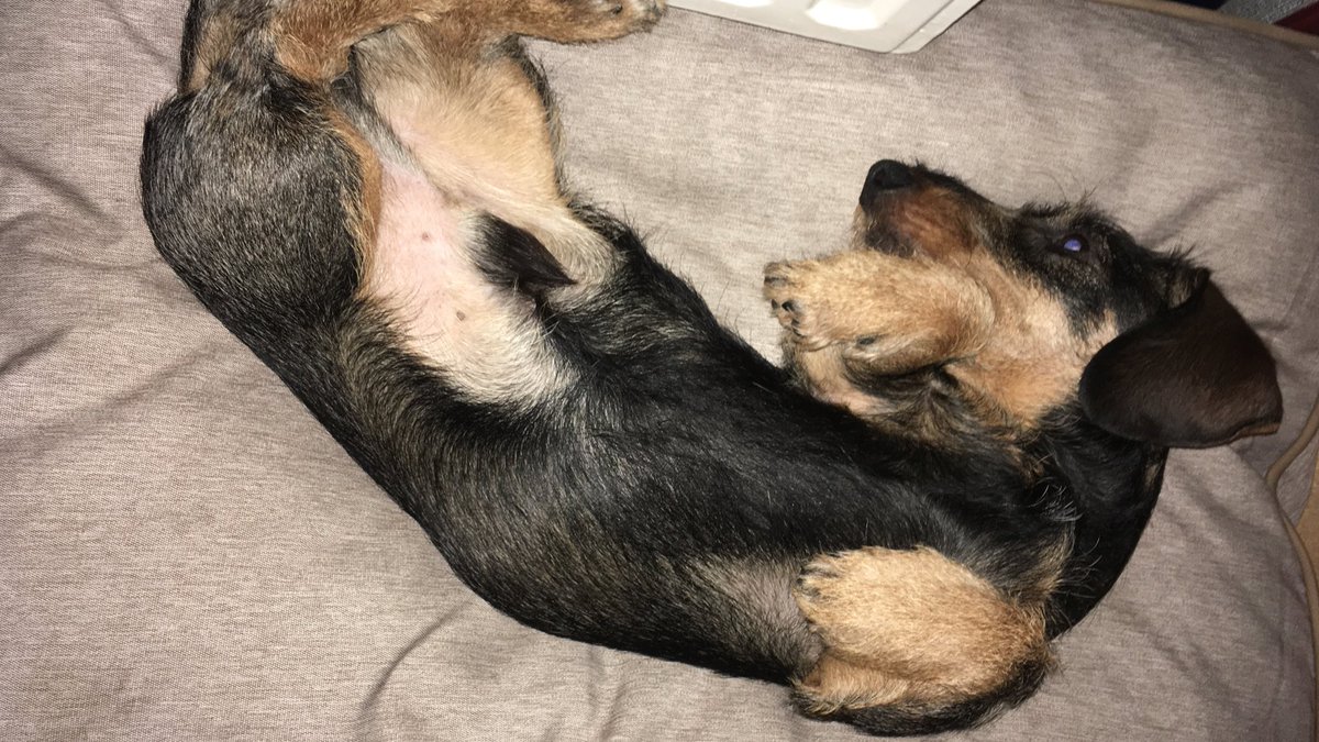 Iedereen: ah lekker, met een hond mag je na 21.00 uur nog naar buiten.

Hond in kwestie: nee hoor, dankjewel, is goed zo.