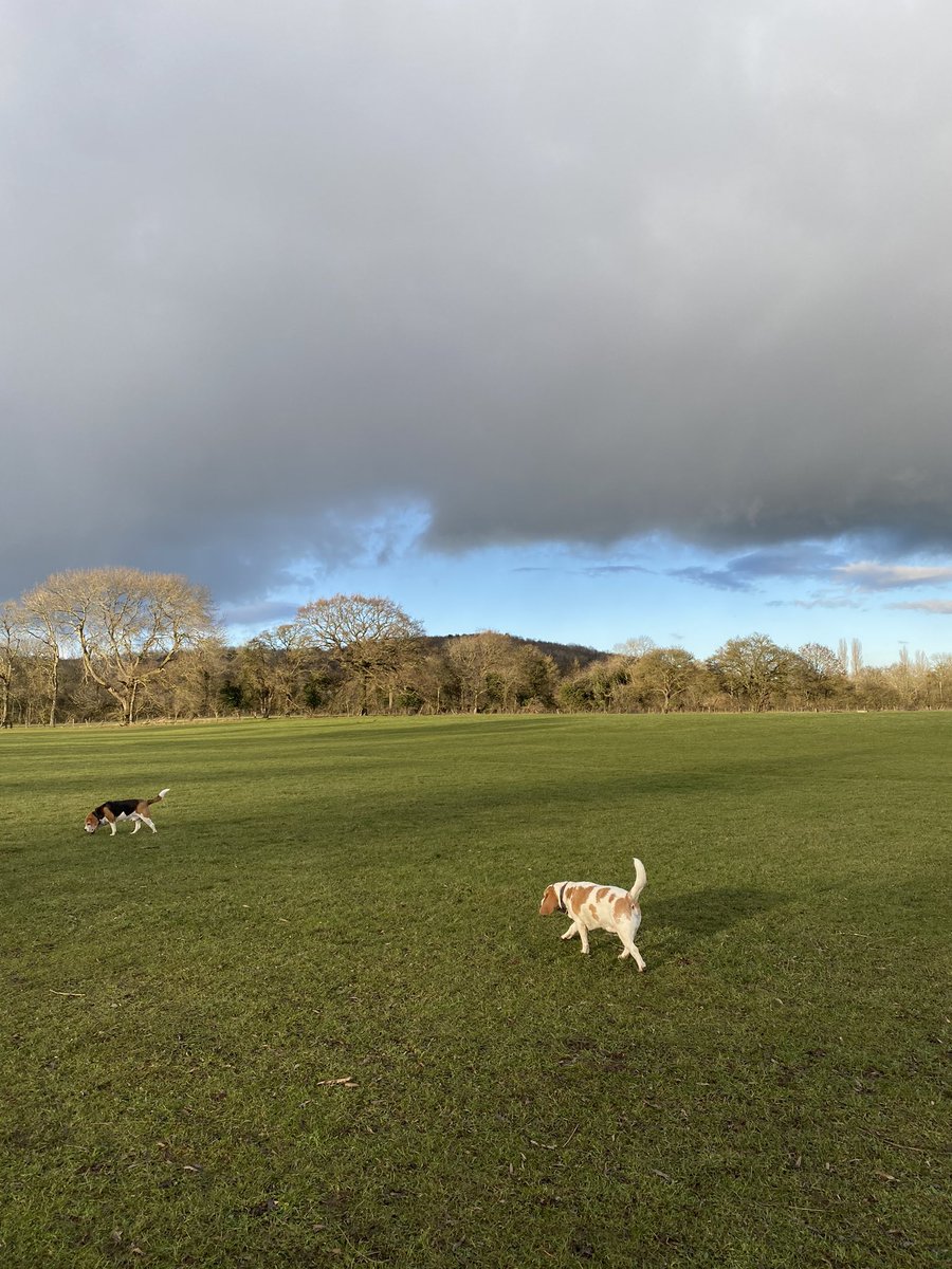 George the Beagle (@george_the_beag) on Twitter photo 