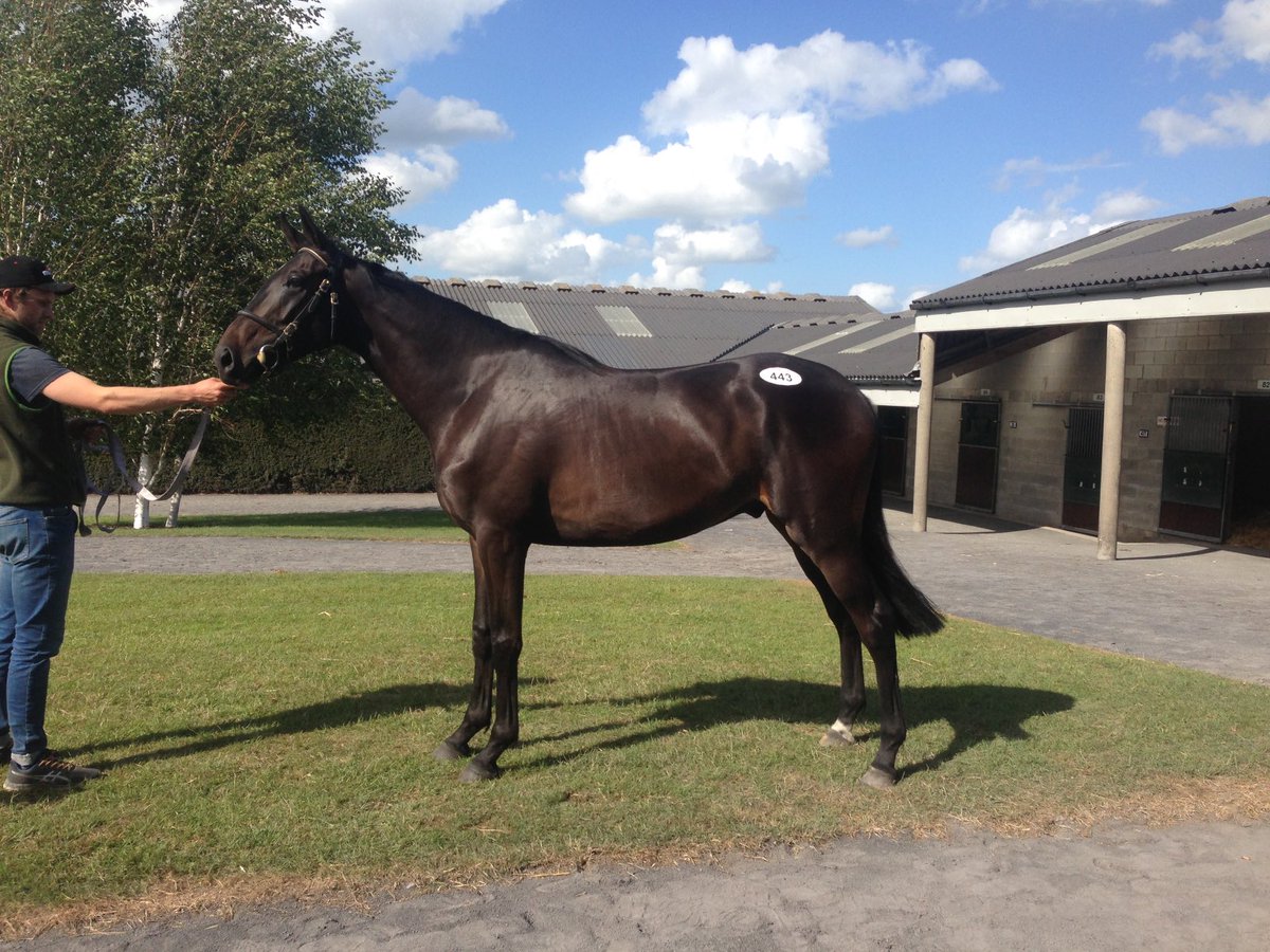 First Flow Derby sale 2015 ⁦@tatts_ireland⁩. Broken in by ⁦@CiaranM19394903⁩ at Charlestown stud. Ridden away on the many fresh days by ConorBruen ⁦<a href="/CHGrazing/">Coldharbour Grazing</a>⁩ and patiently trained by ⁦<a href="/kimbaileyracing/">Kim Bailey & Mat Nicholls Racing</a>⁩. Love it when a plan comes together! ❤️