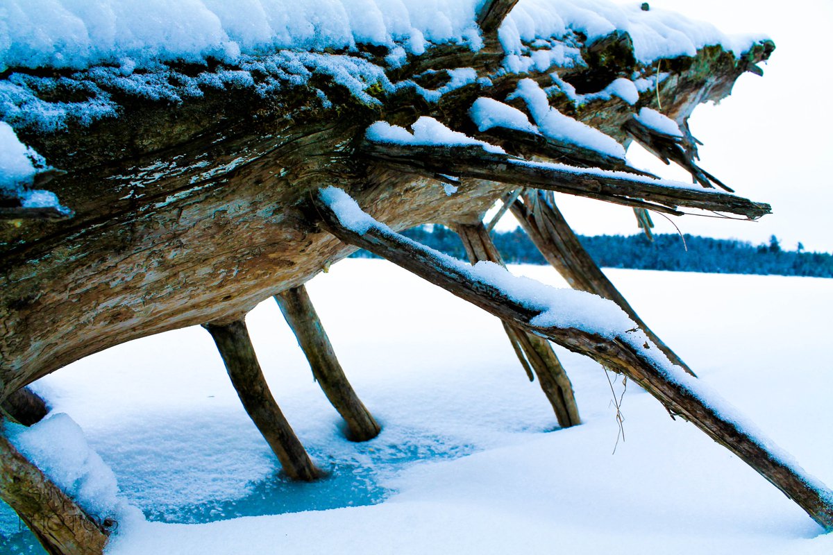 hearshay__'s tweet photo. stuck.
pc: @sjvphoto
#canonphotography #canonus #naturephotography #winterphotography #downedtree #frozenlakes https://t.co/3myd4NvQU1