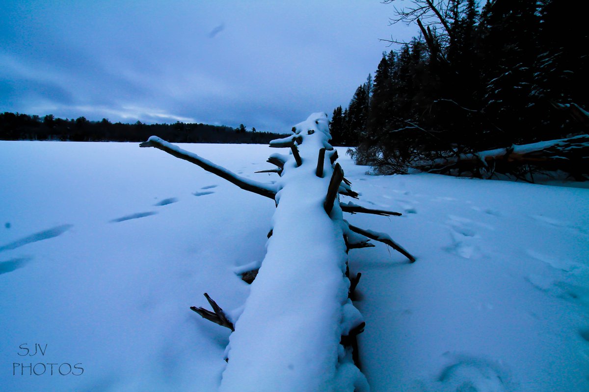 hearshay__'s tweet photo. stuck.
pc: @sjvphoto
#canonphotography #canonus #naturephotography #winterphotography #downedtree #frozenlakes https://t.co/3myd4NvQU1