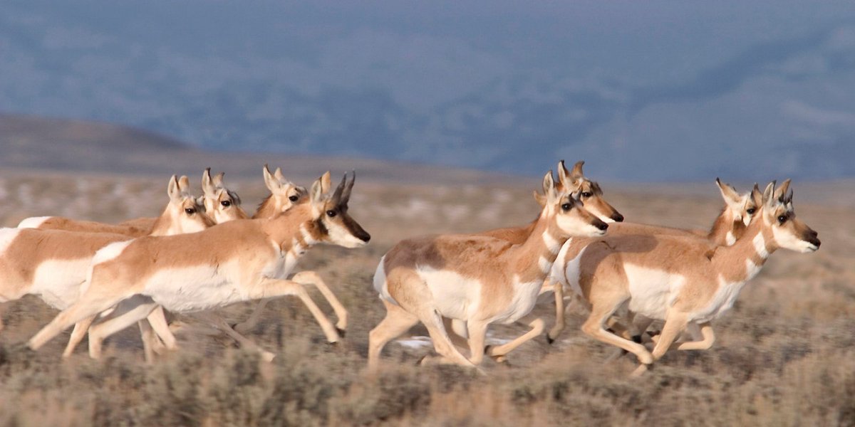 “The Biden administration could finally reform this broken system that prioritizes corporate profit over our public lands, wildlife habitat, and New Mexico’s outdoor heritage,” said Jesse Deubel, @NMWildlife executive director #ReformLeasing ow.ly/CSL850DgrAB