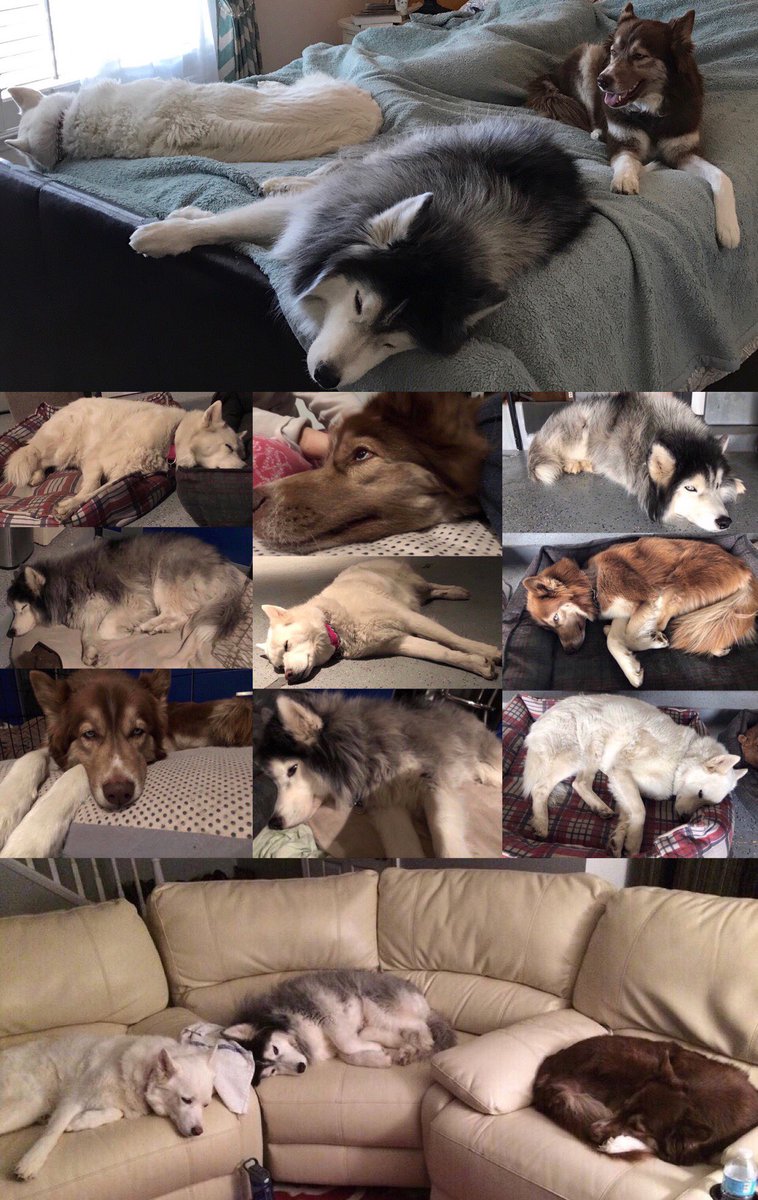 kumapaws376's tweet photo. #husky #huskies #woolyhusky #redhusky #Whitehusky #dogs #pups #flooves #doge #pupper #doggo #シベリアンハスキー #シベリアン #ハスキー #パッパー #dogsoftwitter #DogsofTwittter #siberianhusky #floofs #floof #сиби��скийхаски #хаски #pooch #хаскифото #sibirischerhusky #بحةسيبيرية #أجش https://t.co/RBtxXlN5fD
