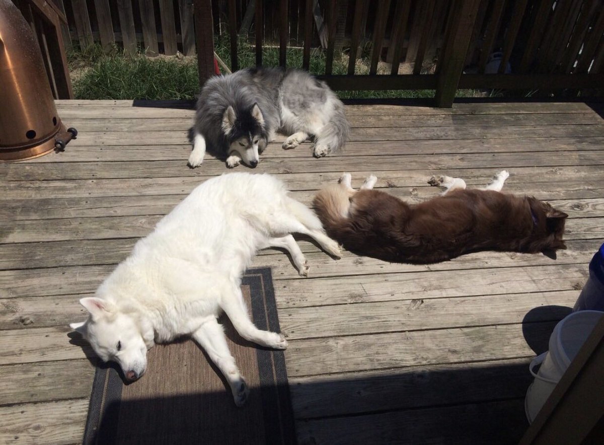 kumapaws376's tweet photo. #husky #huskies #woolyhusky #redhusky #Whitehusky #dogs #pups #flooves #doge #pupper #doggo #シベリアンハスキー #シベリアン #ハスキー #パッパー #dogsoftwitter #DogsofTwittter #siberianhusky #floofs #floof #сиби��скийхаски #хаски #pooch #хаскифото #sibirischerhusky #بحةسيبيرية #أجش https://t.co/RBtxXlN5fD