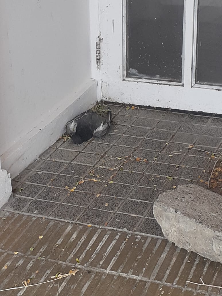 roxanareyessc's tweet photo. La semana pasada el anuncio fue  la "Sanitización y limpieza profunda de los edificios". Sin embargo, no se ve ningún movimiento en la escuelas de #RioGallegos. ¿Gobernadora @aliciakirchner no debería pedirle a sus funcionarios que rindan cuentas de su trabajo? https://t.co/orwIIoeKVi