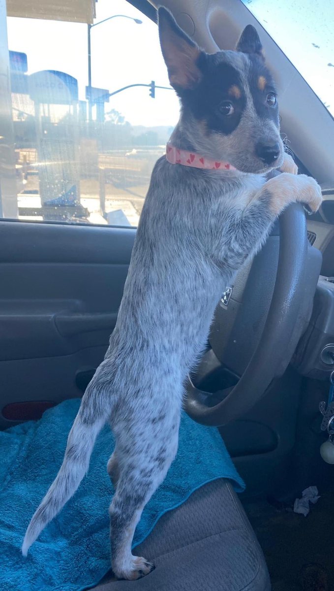 xericajean's tweet photo. I’d go anywhere you want to take me babygirl 💗🥀 #PrincessZeldaRose #BlueHeeler #Puppy https://t.co/37O3joPSez