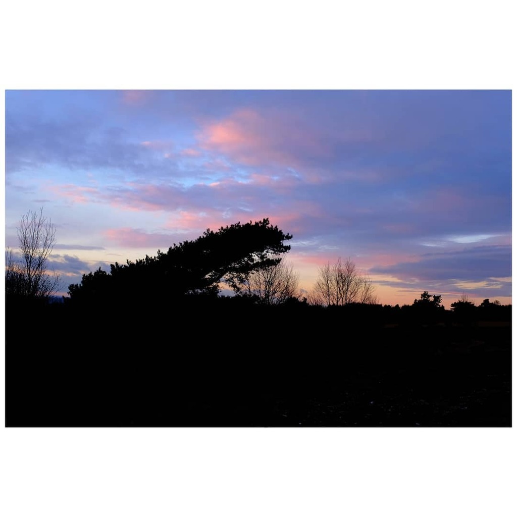 daniel_ellis_wp's tweet photo. Not sure what causes a tree on the top of a hill to grow like this. Probably not the sun, maybe the wind? Its pretty exposed up there.
.
.
#treesofinstagram #weirdtree #trees #deepshadows #embraceyourshadows #silhouettes #hilltop #winterskies #wintersuns… https://t.co/NpuZZAXZfR https://t.co/YFBK2gMKGH