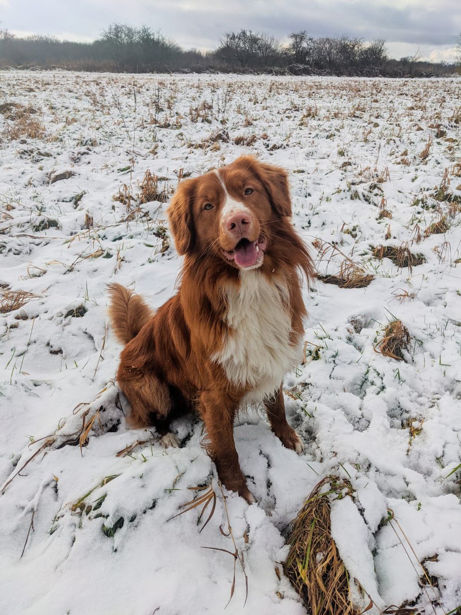 Ben Robinson tweet media