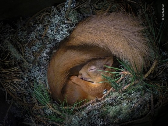 WildlifeMag's tweet photo. #WPYPeoplesChoice is your chance to get involved with Wildlife Photographer of the Year, #WPY56.

Each day we are sharing an image from the shortlisted selection. 

Today's image: Drey dreaming. © Neil Anderson (UK)

View the full gallery: 
https://t.co/Dehq1oGrhZ https://t.co/DDH42IoxLt