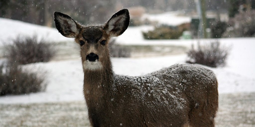 StateMuseumPA's tweet photo. On cold winter days, you might see white-tailed deer in your yard.  Deer have a winter coat with 2 layers of hairs that provide protection. When you put on your winter coat to head out #InYourYard, look for our state animal, wearing a winter coat too! #WinterinPA #AnimalsinWinter https://t.co/G3naO4ZR1M