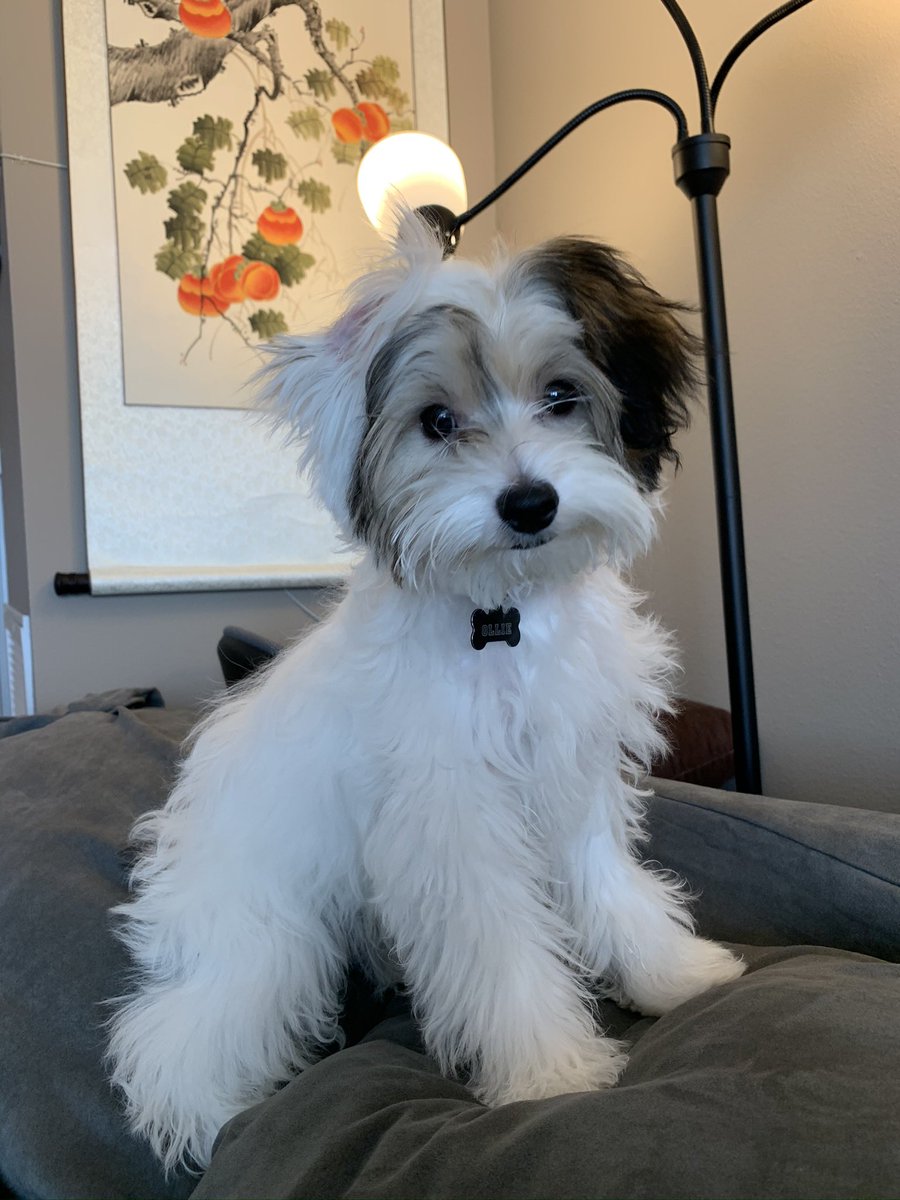 ShopDogwalla's tweet photo. Hello everyone!! https://t.co/lXfygKlIf6