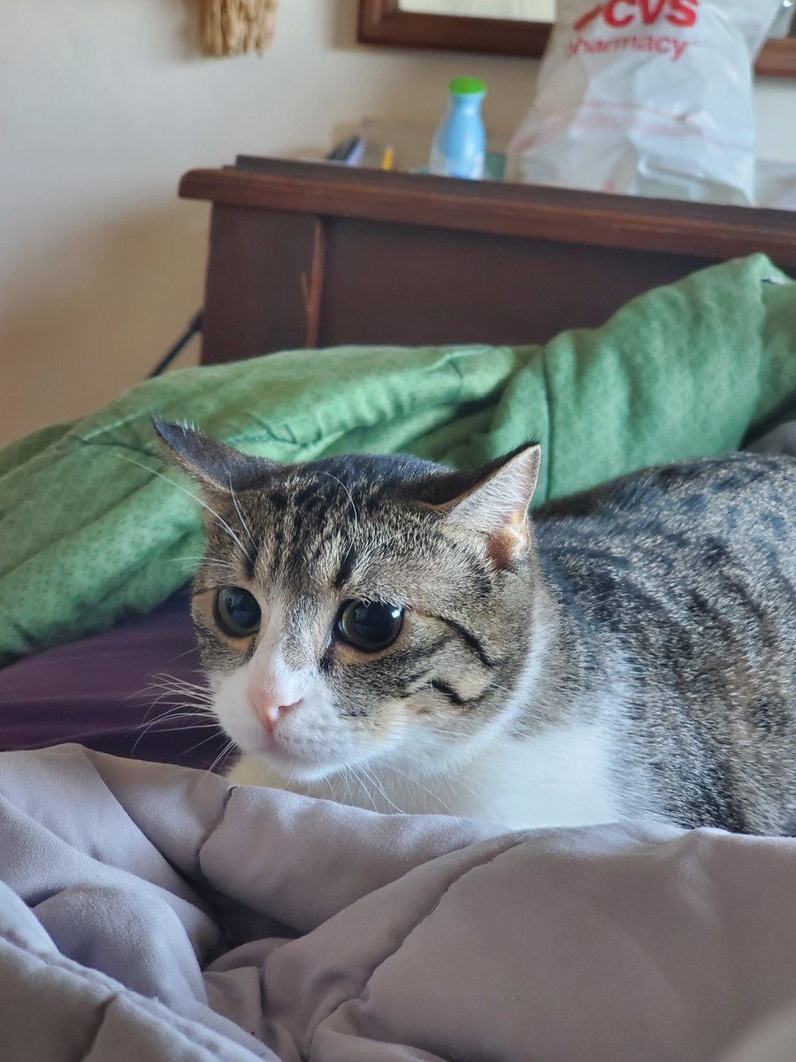 ChumbiestMillie's tweet photo. If you laugh at my
Little limbs
And big eyes
Those shall be
Your demise https://t.co/EdhqUP4TS8
