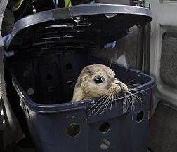 Rose of Dawn (@Rose_Of_Dawn) on Twitter photo 2021-01-23 19:12:45 A Saturday for Seals #SealSaturday A Saturday for Seals #SealSaturday