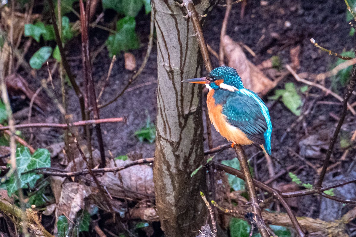 NeilElvidge's tweet photo. Kingfisher was very active today #kingfisher https://t.co/Zn9AIVfouE