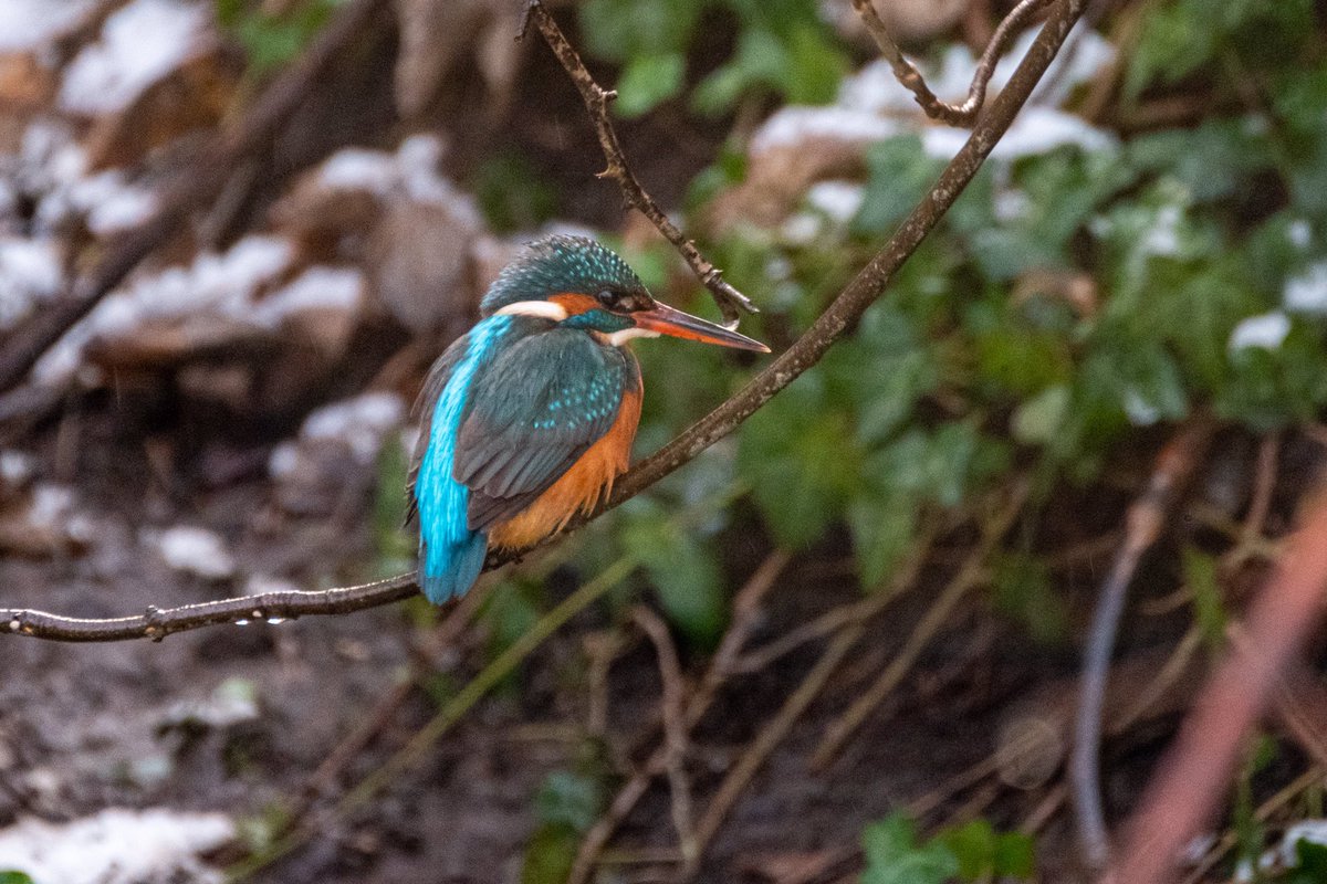 NeilElvidge's tweet photo. Kingfisher was very active today #kingfisher https://t.co/Zn9AIVfouE
