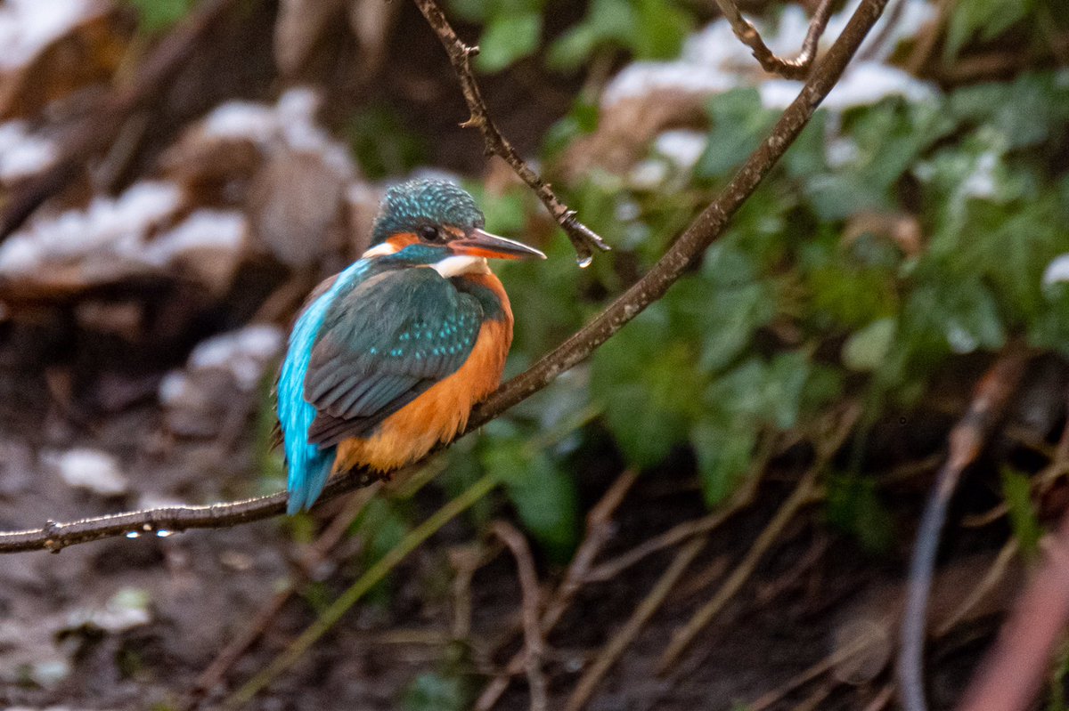 NeilElvidge's tweet photo. Kingfisher was very active today #kingfisher https://t.co/Zn9AIVfouE