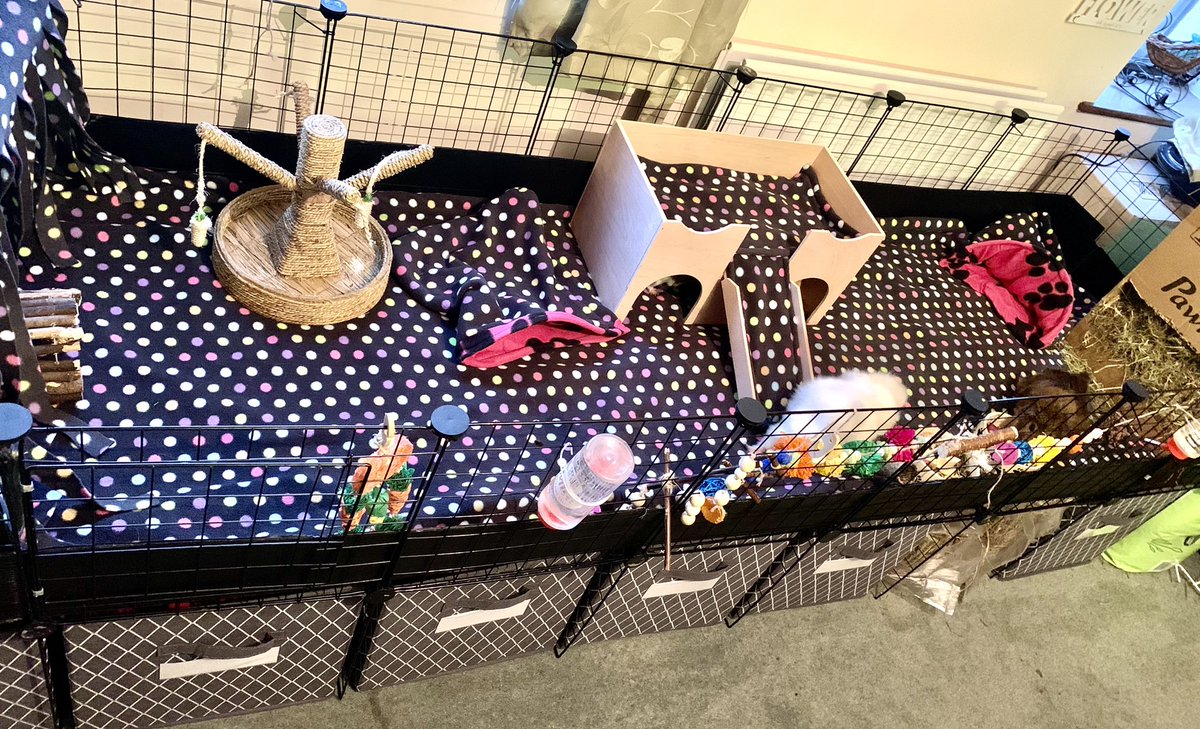 SnugglePets's tweet photo. My girls got an extension on their home &amp; new liners set with the brand new 2x1 hidey den which covers all sides. Check it out here:

https://t.co/dqEssdb2CE 

@FreeFurFun   @gpigwheekly   @GoodVetPetGuide https://t.co/6XIfclrKAE