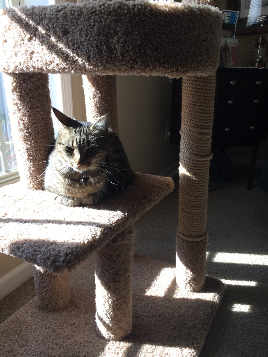Happy #Caturday! Enjoying the sunshine on level 1 of my indoors tree 😺 #CatsOfTwitter
