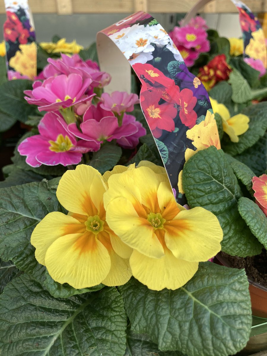 How pretty are these #primrose? 😍 #springiscoming #garden #gardenershour