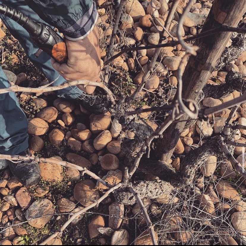 Coming soon. 
#familleperrin #rhonevalley #wine #winery #vineyards #season #work #somejobtodo