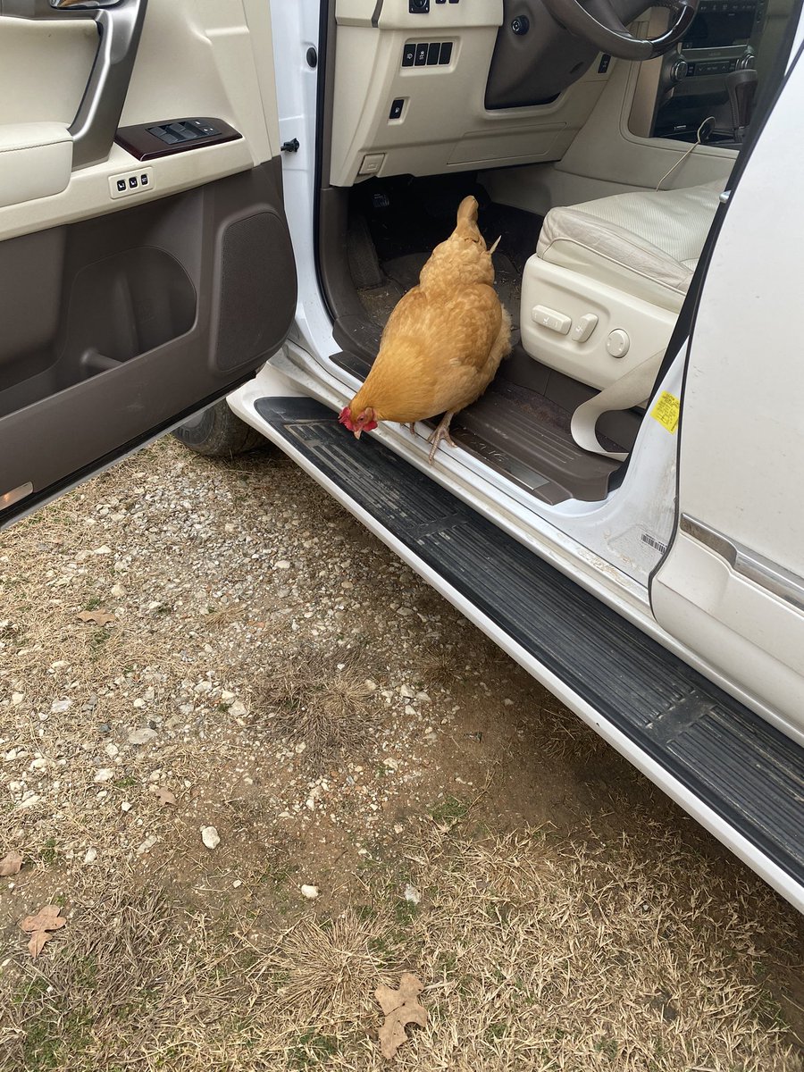 CredeIrby's tweet photo. We’ve clearly lost control. 🤪
#GrandOaksFarm
#HomeSweetFarm https://t.co/PITP2gg8Jg