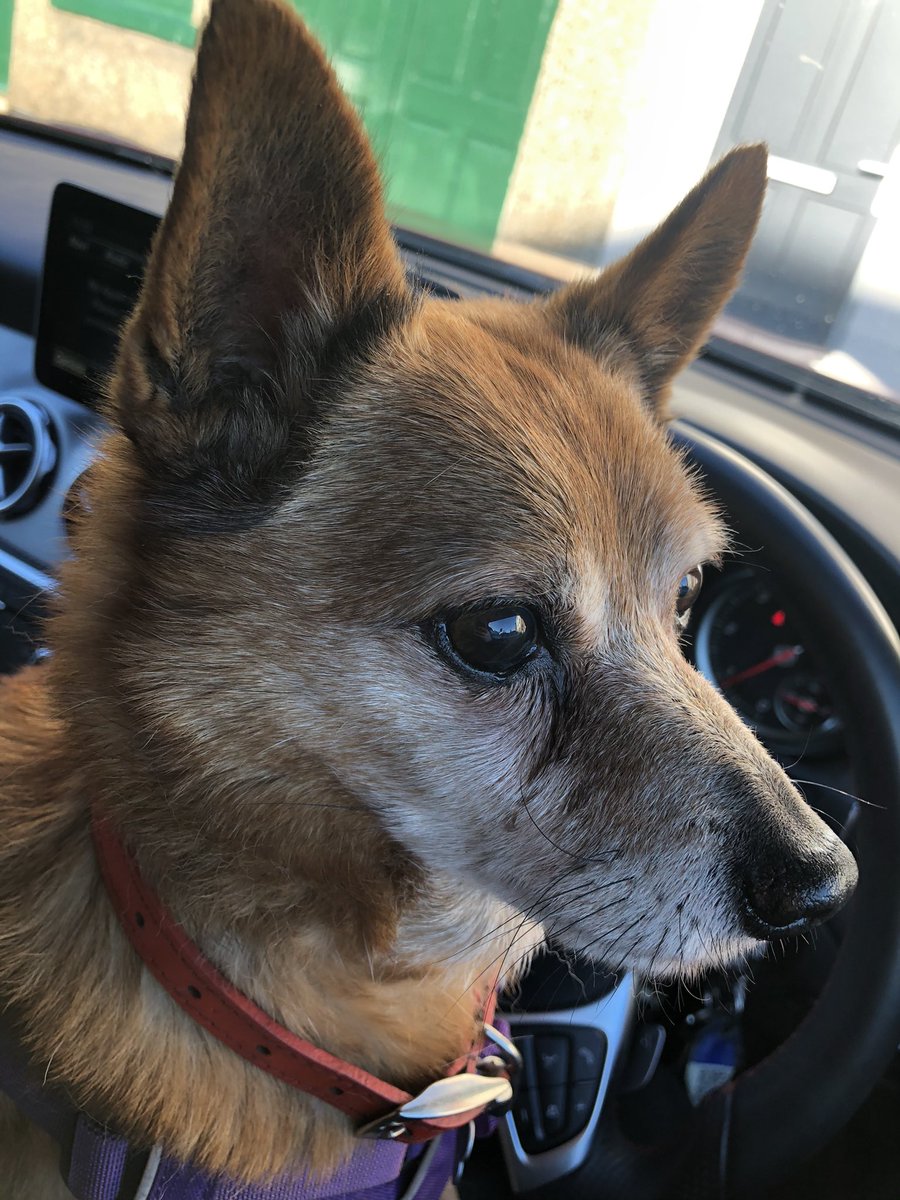 stefsrescue's tweet photo. Iβve had some messages from people asking how to help. I have an Amazon wishlist
https://t.co/h4jsTsQrSV
I also have a PayPal account stefsrescue@gmail.com
All donations go to the animals in my care. #animalrescue #dogrescue #horserescue #rescuehens #rescuecats #louislegacy https://t.co/qzZMvLuYhR