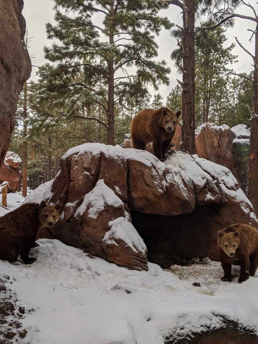 bearizona's tweet photo. The animals are loving this first round of snow, and are super excited for more! Porter was so excited he even dropped one of his antlers! #snow #animalsinsnow https://t.co/qnBfBVnR5m