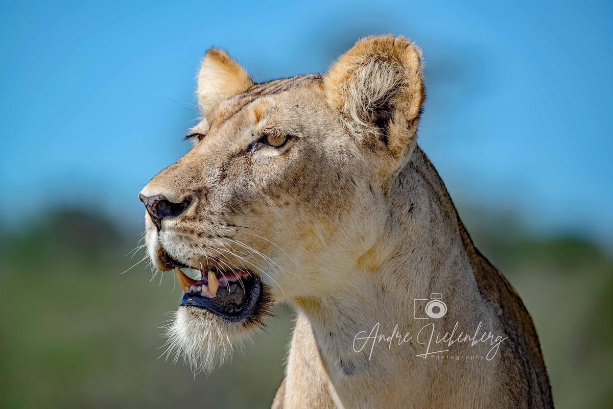 “I like this place and could willingly waste my time in it.”
William Shakespeare. From a recent trip to Kgalagadi @SANParks @SANParksKrNP @Nikon_SA @lonelyplanet @AnimalsWorId #nikon #lion #wildlifephotography #likeforlike @MeetAnimals @RacingXtinction #kgalagadi