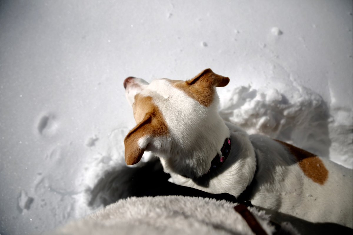 SeriouslySnofie's tweet photo. OMDogness...Mommie found these pics from 5 years ago today after we had a major snowstorm!!! We had about 3 feet of snow where we lived then. It was seriously awesome!! #ZSHQ #dogs #DogsofTwittter #Snowstorm2016 https://t.co/rABMN3UW05