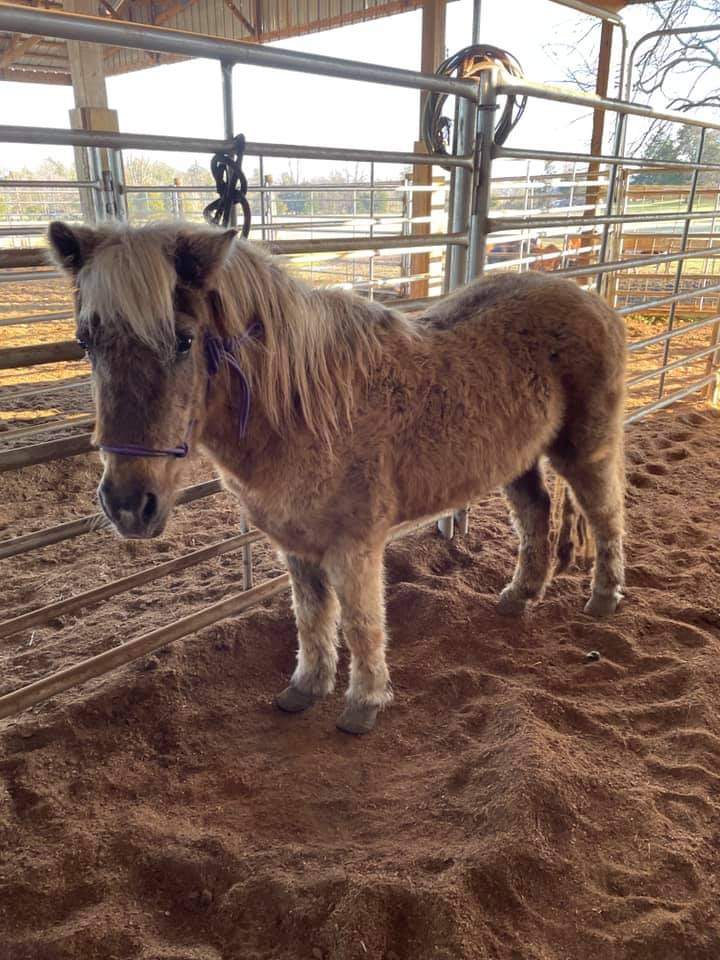 DAPPLE NEEDS OUR HELP BEFORE IT IS TO LATE💔💔💔 This sweet boy has been over looked far to long. The life is gone from his eyes longing for someone to love him and give him a chance. Help get Dapple a second chance with a tax deductible donation below
paypal.com/invoice/p/#R3Q…