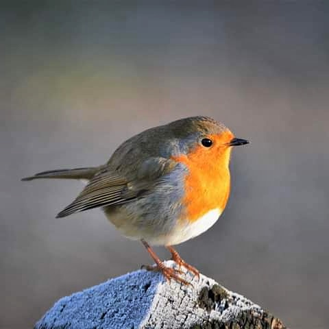 PunchardTim tweet picture