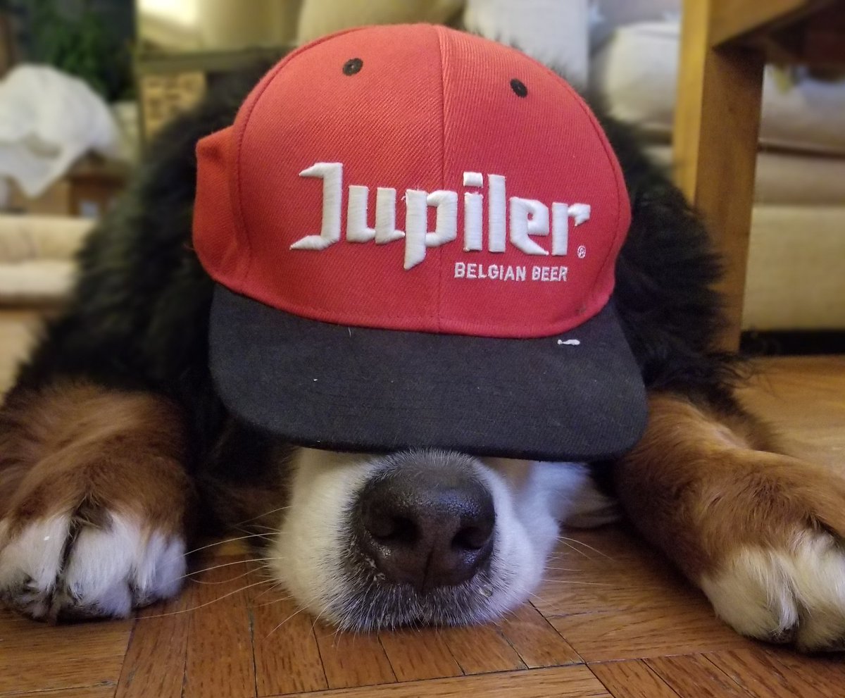 melonboyzzz's tweet image. @Jupiler #SuperJup #bernesemoutaindog I named my Bernese, Jupiler, in homage to my favorite beer, that I sadly can't find in the USA! #dyingofthirst