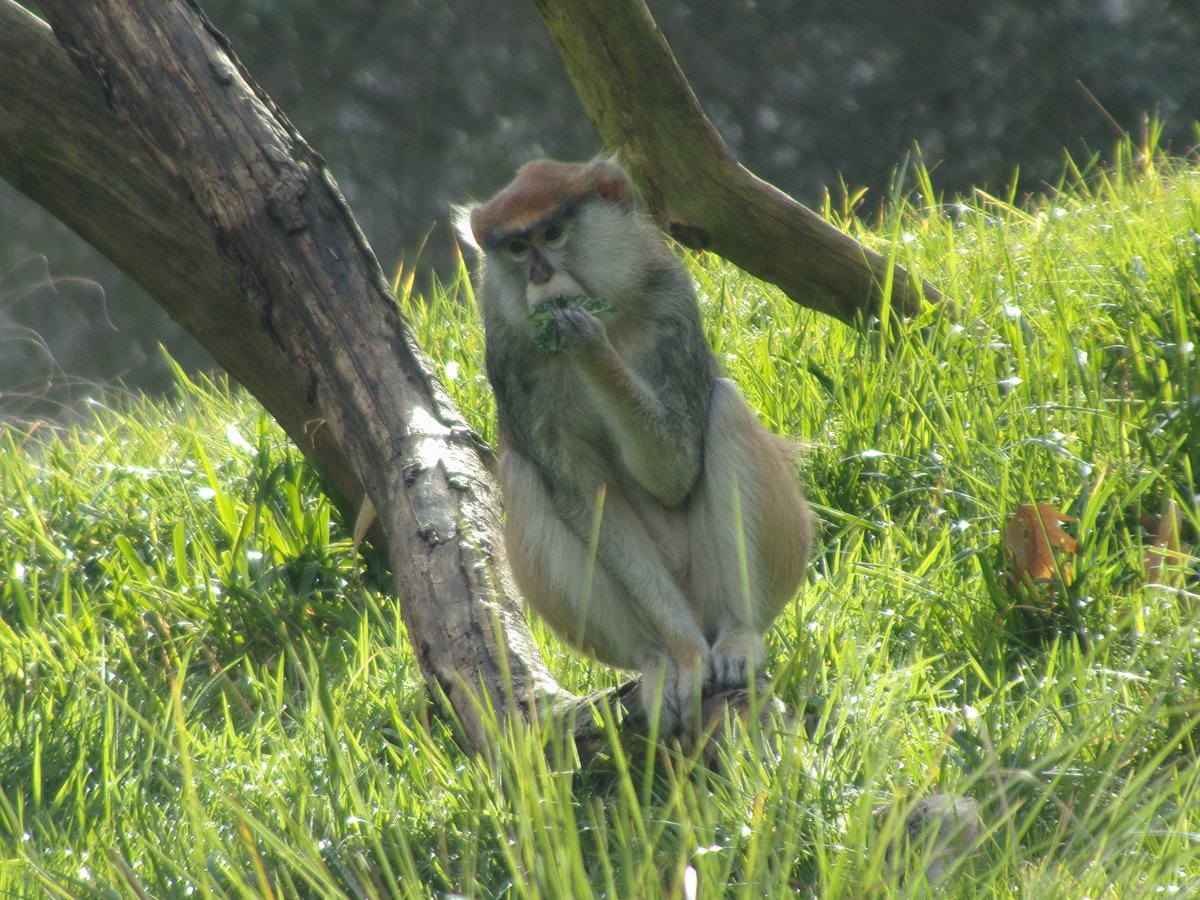 MJArtsOfficial's tweet photo. Went to the zoo recently, here's some of my favorite pictures!

#zoo #photography #travel #penguins #gorrila #monkey #Wolf https://t.co/nCH9UuEPpK
