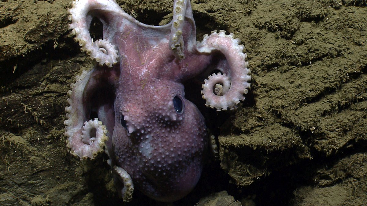 mysticaquarium's tweet photo. Protecting special places in the ocean creates sanctuaries where wildlife can thrive and ecosystems are more resilient to climate change. Thank you @POTUS for taking the first step to restoring protections to the Northeast Canyons and Seamounts. #SavetheSeamounts #MonumentsForAll https://t.co/TdntxzHJK8