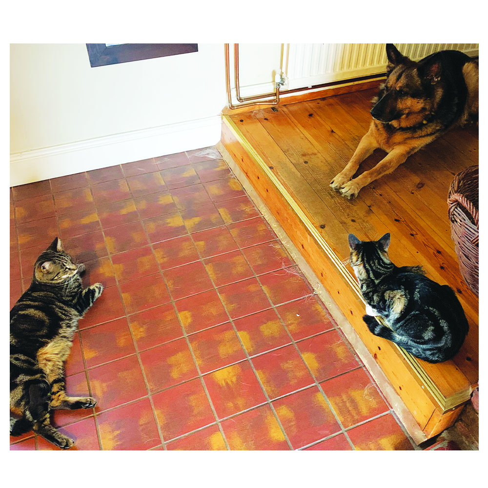 blended_monkey's tweet photo. Knew it wouldn't take long before the pets ganged up on us 😆
Not sure what they're discussing but it's all very intense 😄 🐱😹🐶

#plottingpets #petsofinsta #catsanddogs #cutecats #cutedogs #cutepuppies #animalsunite #lovecats #lovedogs #kittens #puppies https://t.co/HqyaLGabHD