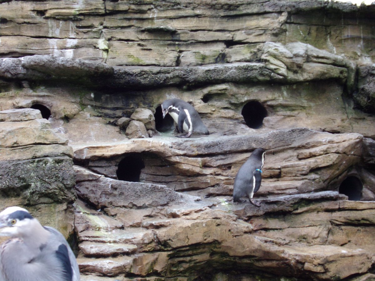 MJArtsOfficial's tweet photo. Went to the zoo recently, here's some of my favorite pictures!

#zoo #photography #travel #penguins #gorrila #monkey #Wolf https://t.co/nCH9UuEPpK
