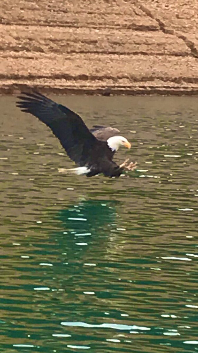 TeamLintner's tweet photo. Awesome shots from yesterday! The #eagle, captured just on my cell phone!!  It was amazing to see up close 🦅 Check out Daniel’s awesome view of the lake✨Day 3 is rolling 📹 &amp; we’re fishing from Cody’s boat today 🎣 #TWFilmCrew #tacklewarehouse #shastalake https://t.co/gASkJDSgJ6