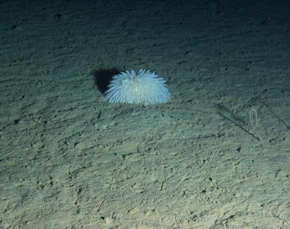 Work by Ken Smith and Henry Ruhl at  @MBARI_News revealed a deep sea where biodiversity shifts are triggered by El Nino events.  https://www.newscientist.com/article/dn14990-life-in-the-abyss-is-no-protection-from-bad-weather/  https://science.sciencemag.org/content/305/5683/513.abstract