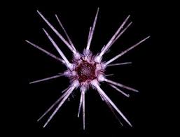 For example, Craig Young demonstrated in 1992 that the deep-sea echinoid Stylocidaris lineata forms seasonal breeding aggregations  https://link.springer.com/article/10.1007/BF00349704