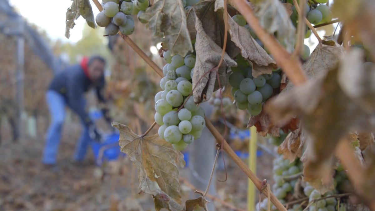 A finals d’octubre, a la DO Penedès, el raïm està collit i premsat. En canvi, a Llívia tot just comença una verema per elaborar dos vins d’alçada.  

⬇️⬇️ Mireu el reportatge! ⬇️⬇️

🔴 instagram.com/tv/CKZlpl3gQ3m…

<a href="/llivins1/">@llivins</a> #Llivia #LaCerdanya