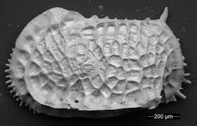During major oceanographic changes up to 50% of ostracod species were replaced. Imagine half the species in your favorite dive or hiking spot being replaced with totally new species.