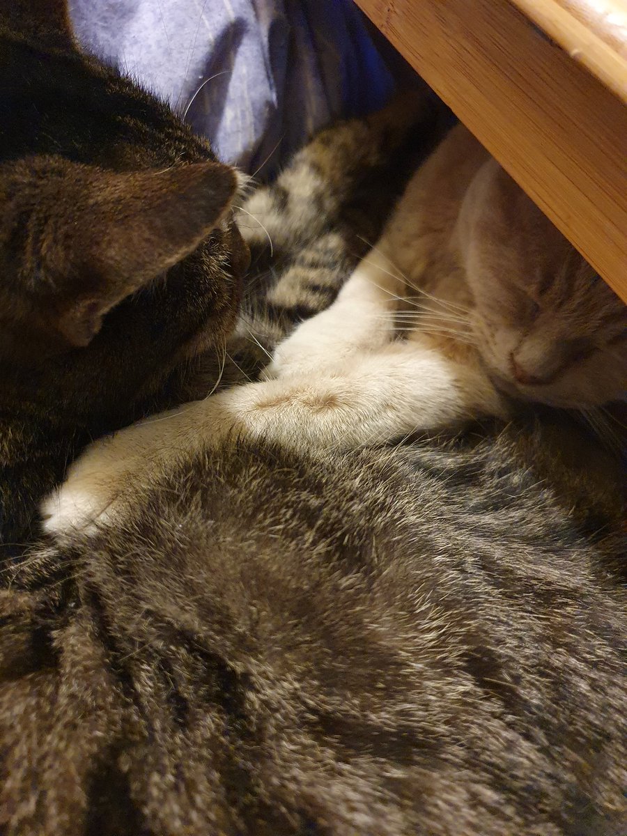 Gizmo_and_Simba's tweet photo. Snuggling #Caturday #CatsOfTwitter https://t.co/pn35iGUmdp